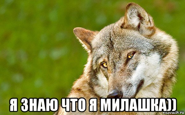  я знаю что я милашка)), Мем   Volf