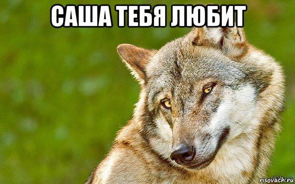 саша тебя любит , Мем   Volf