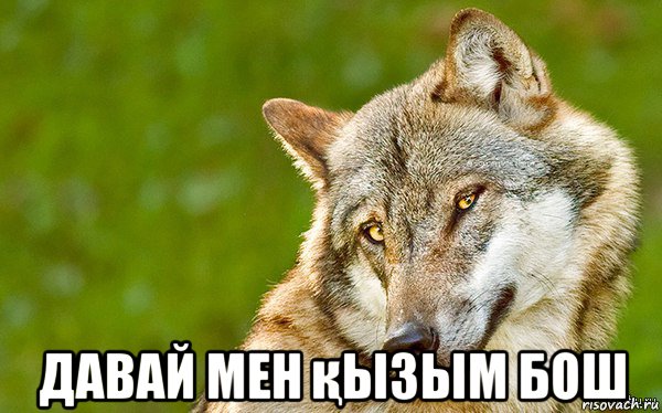  давай мен қызым бош, Мем   Volf