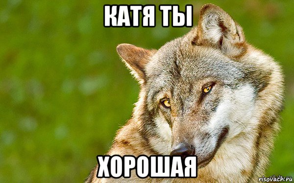 катя ты хорошая, Мем   Volf