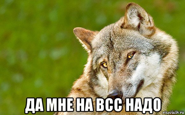  да мне на всс надо, Мем   Volf