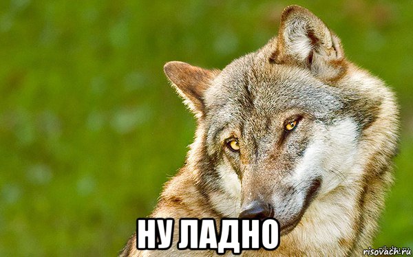  ну ладно, Мем   Volf