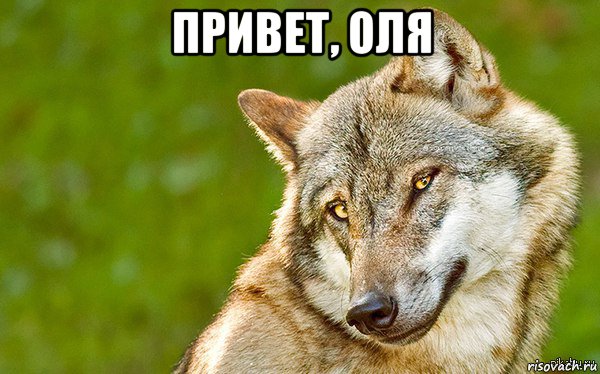 привет, оля , Мем   Volf