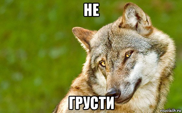 не грусти, Мем   Volf