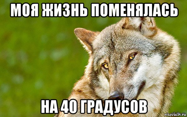 моя жизнь поменялась на 40 градусов, Мем   Volf