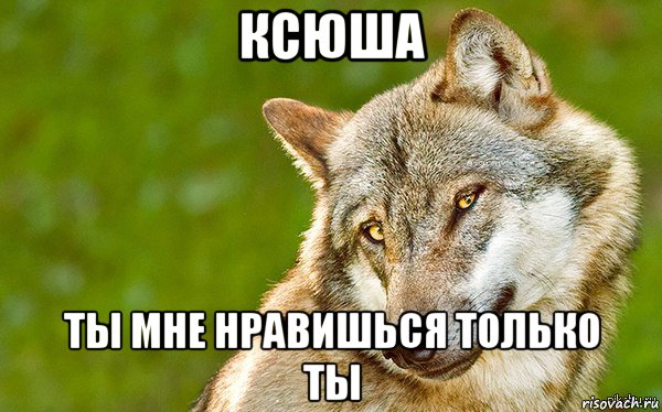 ксюша ты мне нравишься только ты, Мем   Volf