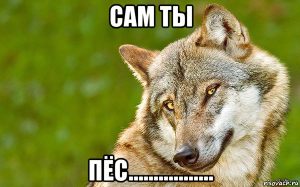 сам ты пёс................., Мем   Volf