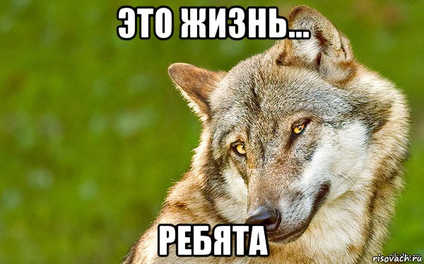 это жизнь... ребята, Мем   Volf