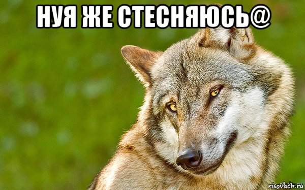 нуя же стесняюсь@ , Мем   Volf