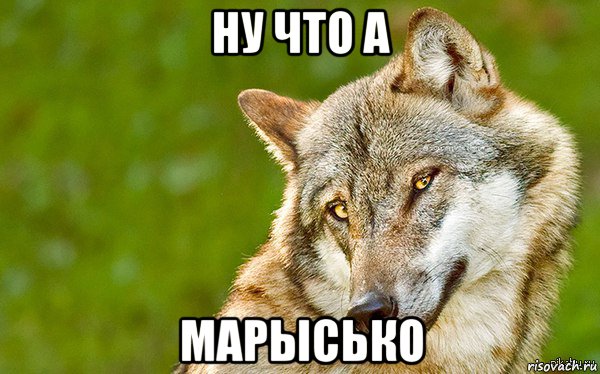 ну что а марысько, Мем   Volf