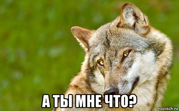  а ты мне что?, Мем   Volf