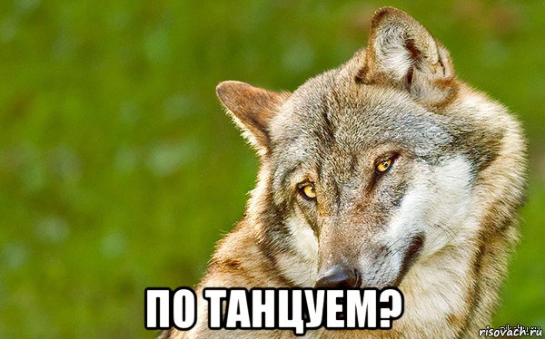  по танцуем?, Мем   Volf