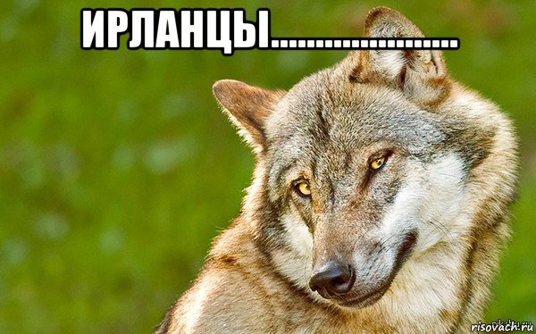 ирланцы..................... , Мем   Volf