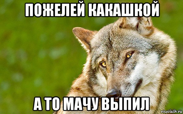 пожелей какашкой а то мачу выпил, Мем   Volf