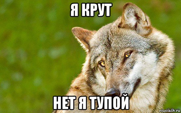 я крут нет я тупой, Мем   Volf