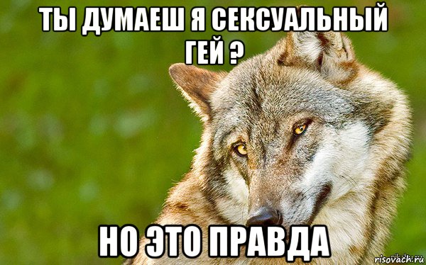 ты думаеш я сексуальный гей ? но это правда