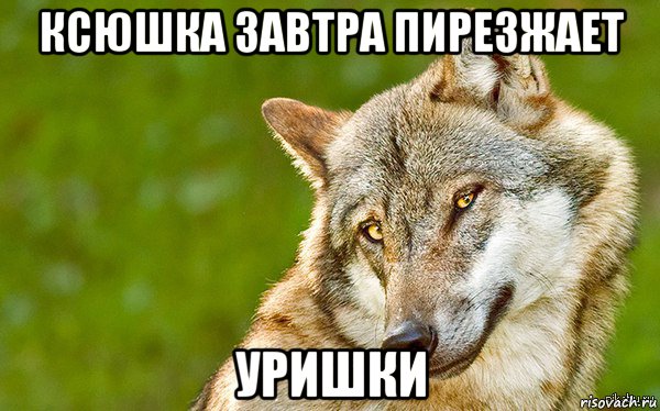 ксюшка завтра пирезжает уришки, Мем   Volf