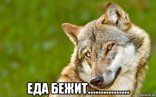  еда бежит................, Мем   Volf