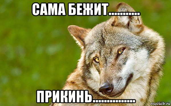 сама бежит........... прикинь...............