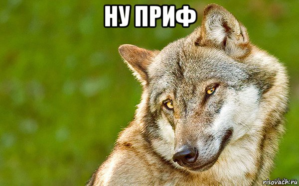 ну приф , Мем   Volf