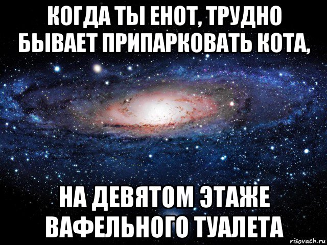 когда ты енот, трудно бывает припарковать кота, на девятом этаже вафельного туалета, Мем Вселенная