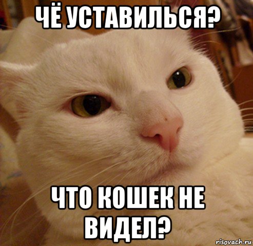 чё уставилься? что кошек не видел?, Мем Дерзкий котэ