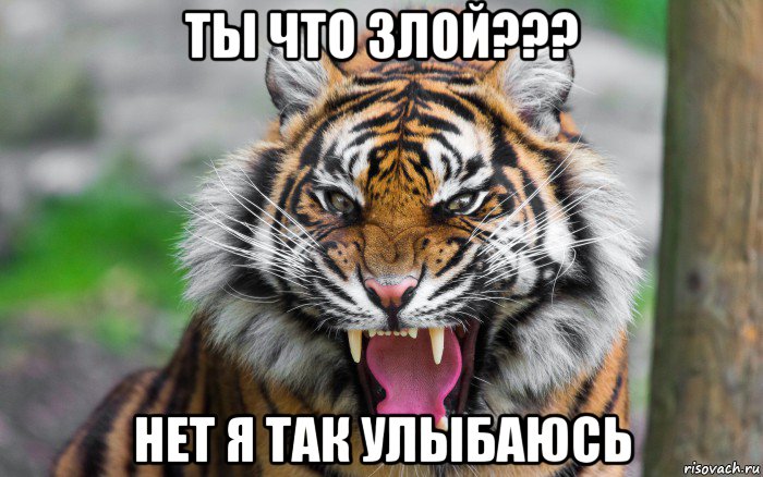 ты что злой??? нет я так улыбаюсь, Мем ДЕРЗКИЙ ТИГР