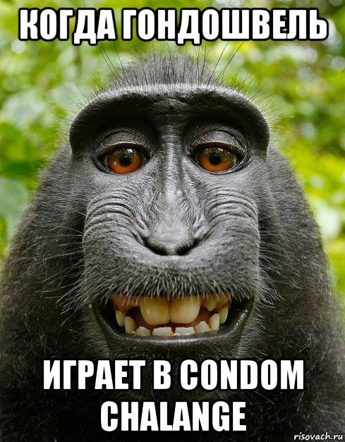 когда гондошвель играет в condom chalange, Мем  Довольная обезьяна