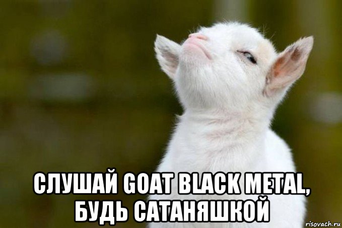  слушай goat black metal, будь сатаняшкой, Мем  Гордый козленок