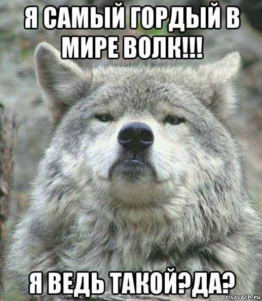 я самый гордый в мире волк!!! я ведь такой?да?, Мем    Гордый волк