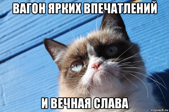 вагон ярких впечатлений и вечная слава, Мем  grumpy cat