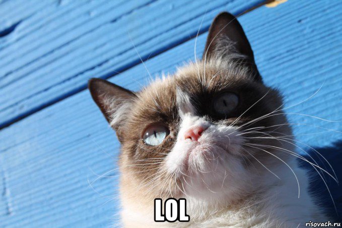  lol, Мем  grumpy cat