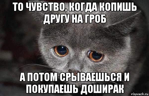 то чувство, когда копишь другу на гроб а потом срываешься и покупаешь доширак, Мем  Грустный кот