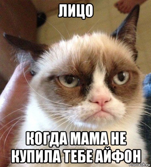 лицо когда мама не купила тебе айфон, Мем Грустный (сварливый) кот