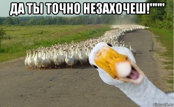 да ты точно незахочеш!""" , Мем гуси