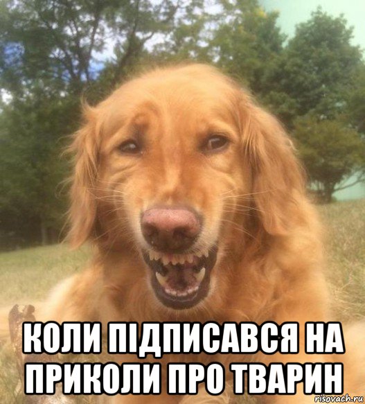  коли підписався на приколи про тварин, Мем   Когда увидел что соседского кота отнесли в чебуречную