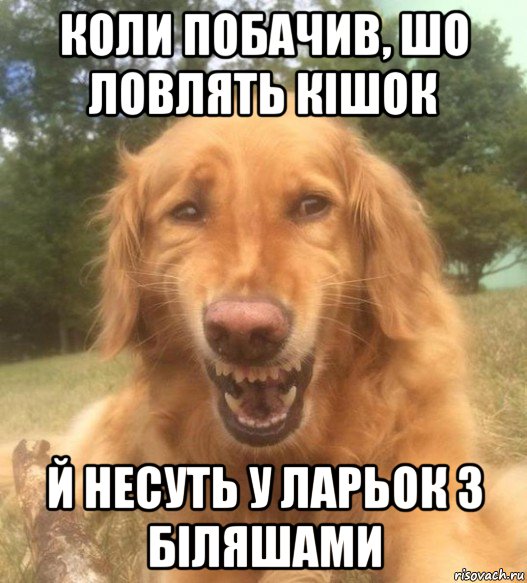 коли побачив, шо ловлять кішок й несуть у ларьок з біляшами, Мем   Когда увидел что соседского кота отнесли в чебуречную