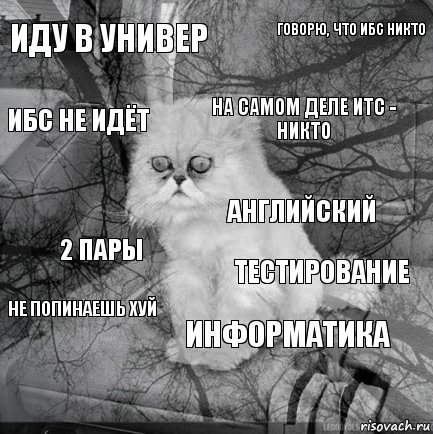 иду в универ тестирование на самом деле итс - никто  2 пары говорю, что ибс никто информатика ибс не идёт не попинаешь хуй английский, Комикс  кот безысходность