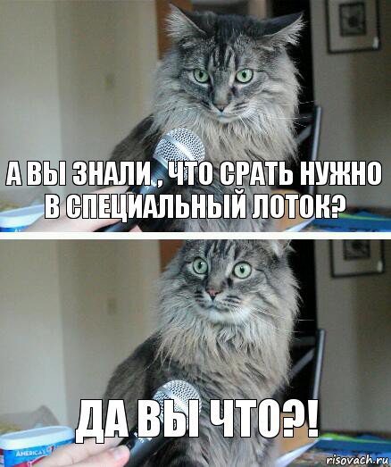 А вы знали , что срать нужно в специальный лоток? Да вы что?!, Комикс  кот с микрофоном