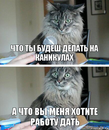 что ты будеш делать на каникулах а что вы меня хотите работу дать, Комикс  кот с микрофоном