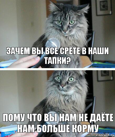 зачем вы все срёте в наши тапки? пому что вы нам не даёте нам больше корму, Комикс  кот с микрофоном