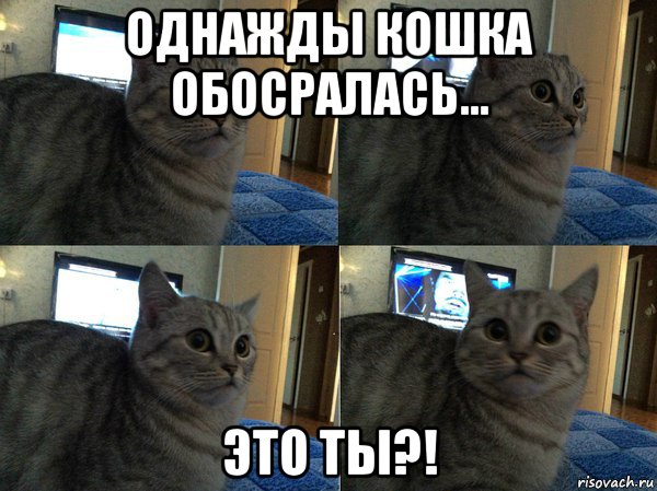 однажды кошка обосралась... это ты?!, Мем  Кот в шоке