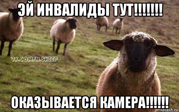 эй инвалиды тут!!!!!!! оказывается камера!!!!!!, Мем  Наивная Овца