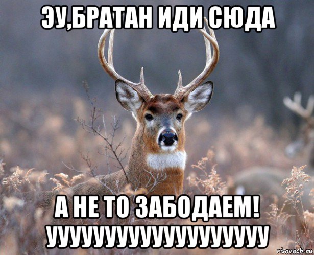 эу,братан иди сюда а не то забодаем! ууууууууууууууууууу, Мем   Наивный олень