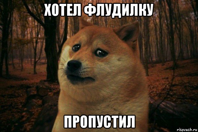 хотел флудилку пропустил, Мем SAD DOGE