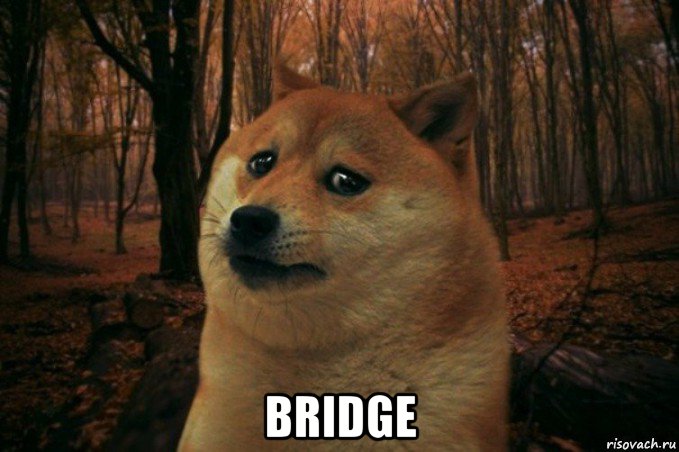  bridge, Мем SAD DOGE