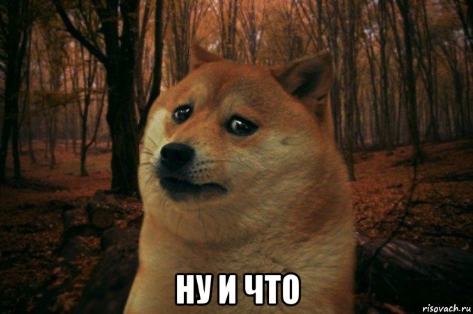  ну и что, Мем SAD DOGE