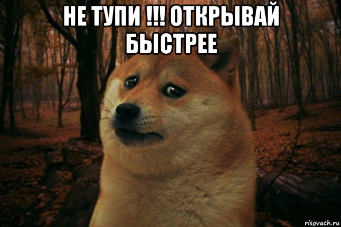 не тупи !!! открывай быстрее , Мем SAD DOGE