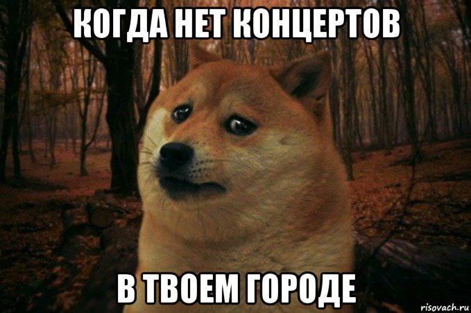 когда нет концертов в твоем городе, Мем SAD DOGE