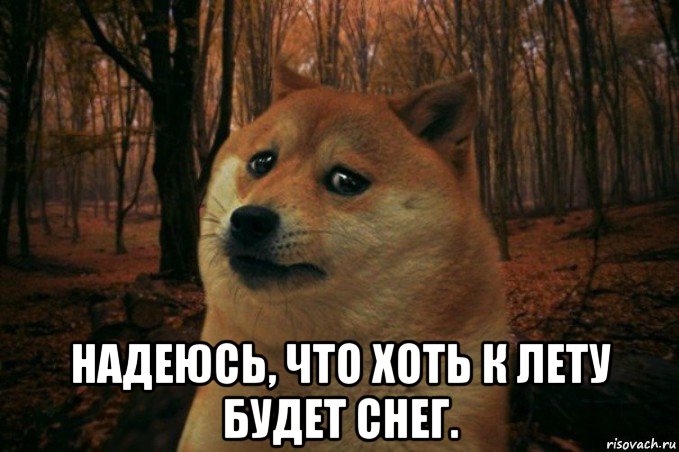  надеюсь, что хоть к лету будет снег., Мем SAD DOGE